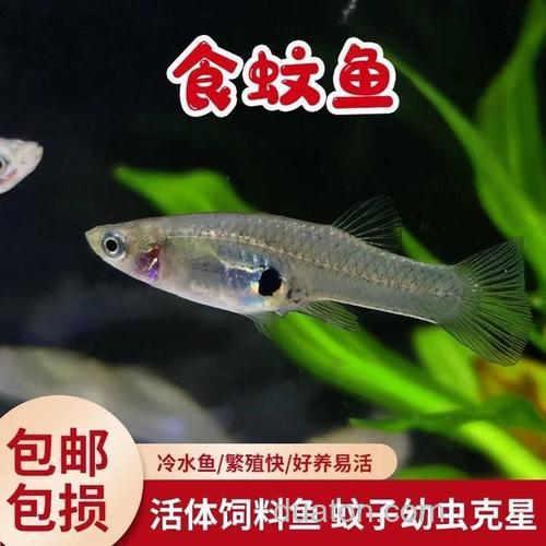 麦穗鱼吃蚊子幼虫吗?