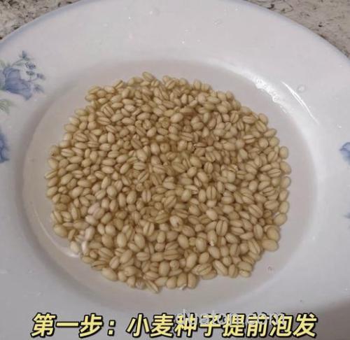 麦苗喂鱼划算吗？