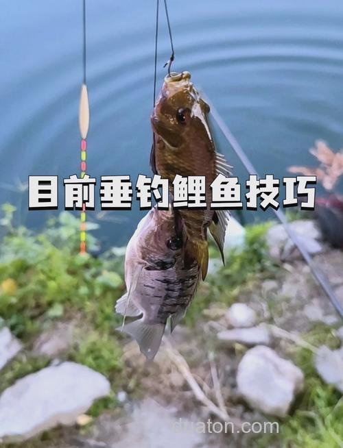 南方冬天夜钓鲤鱼方法?