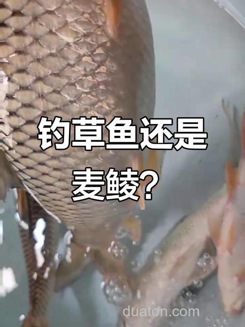 草鱼和麦穗为什么那么像?