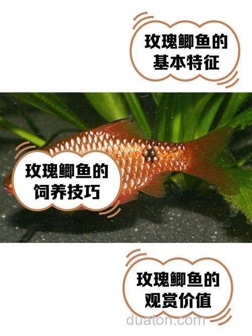 玫瑰香精钓鲤鱼好吗？