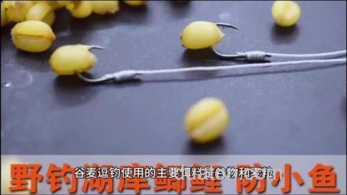 麦粒逗钓方法?
